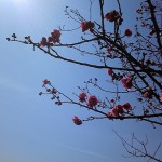 背景は鶴見山と扇山